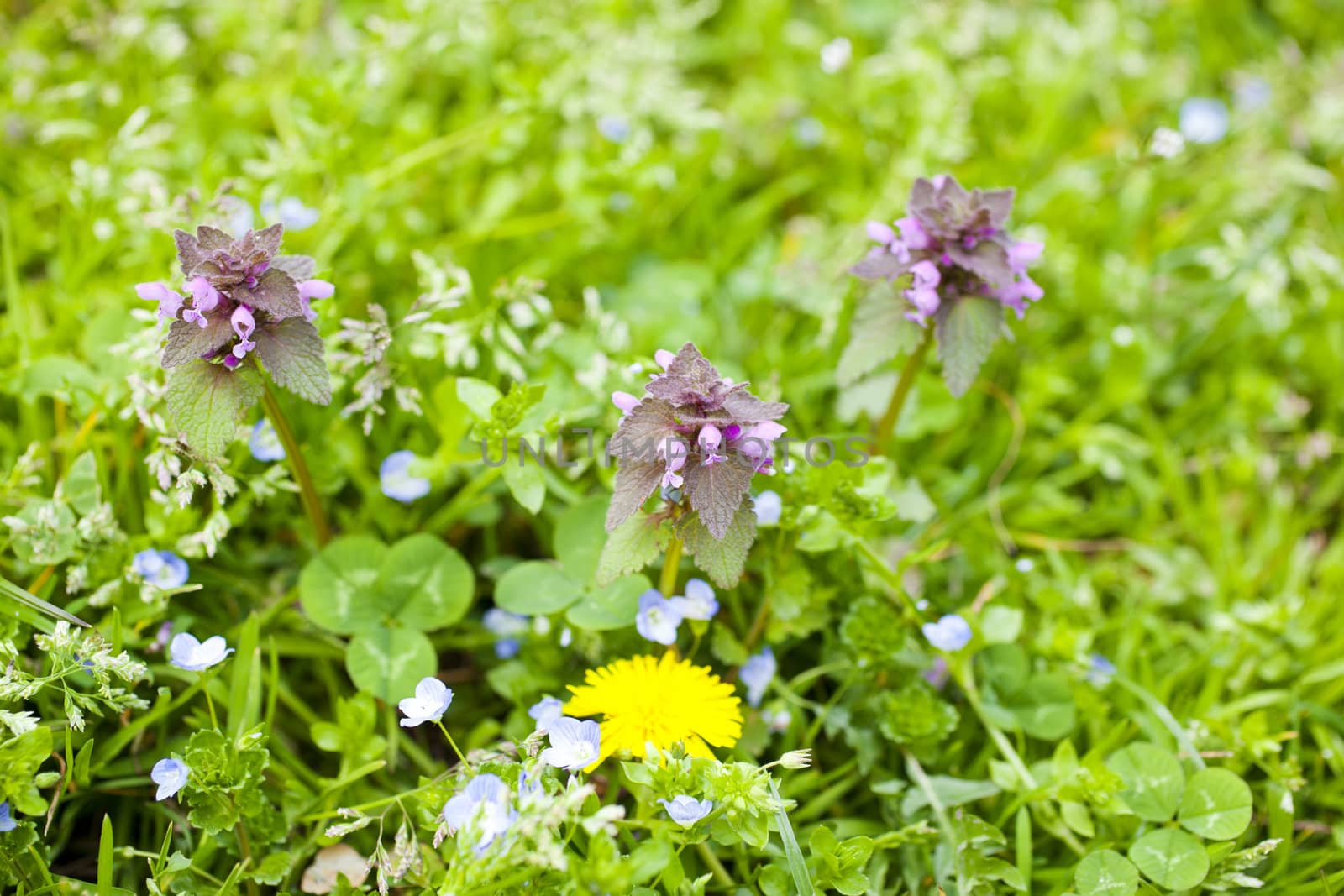 Photo of Flowers on the grass