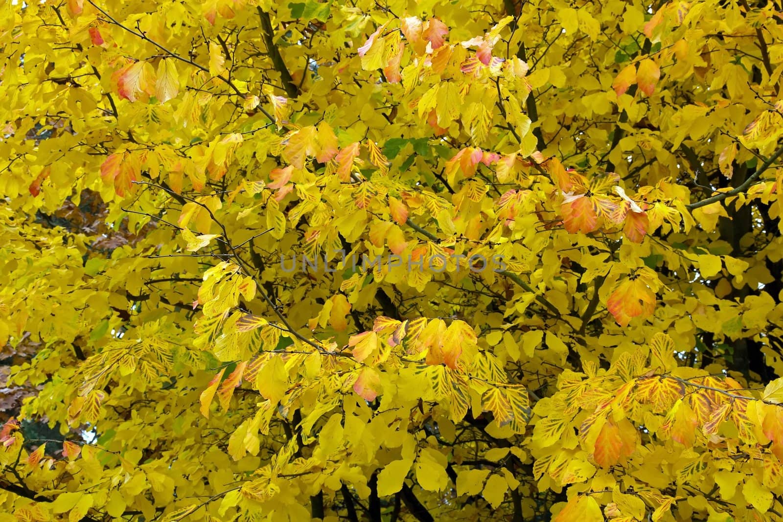 yellow foliage, the warm colors of autumn