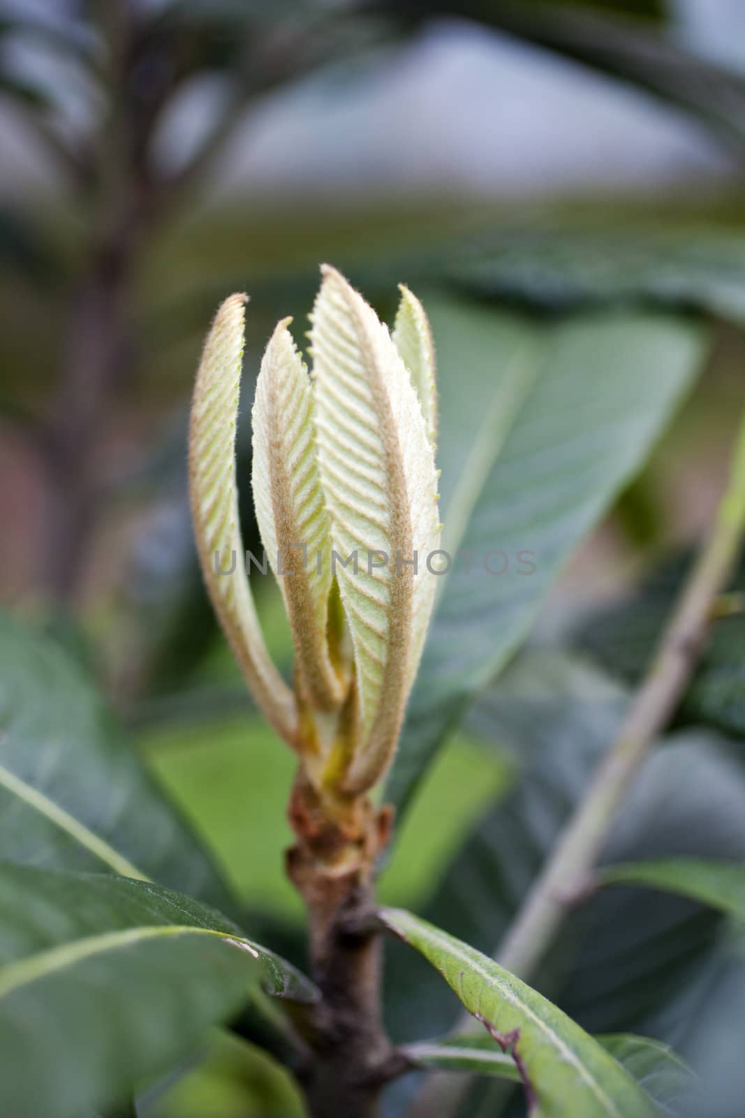 Close up of Medlar tree that blooms