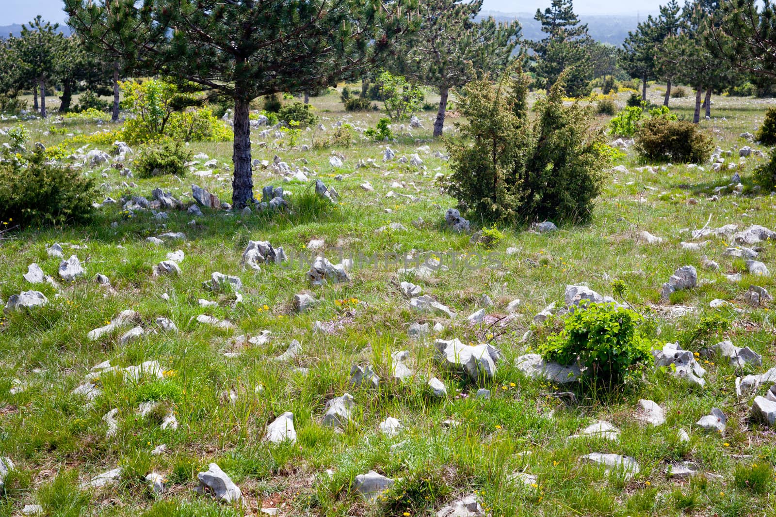 Plateau Karst near Koper, Slovenia