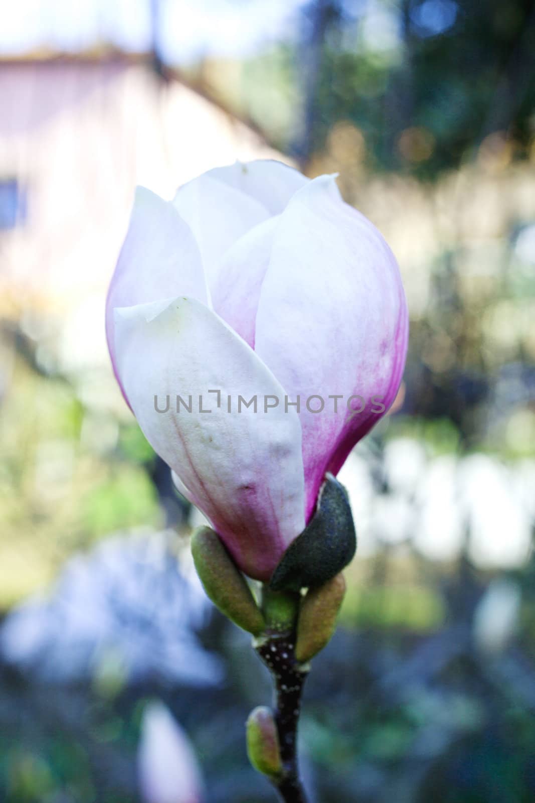 White magnolia by bepsimage