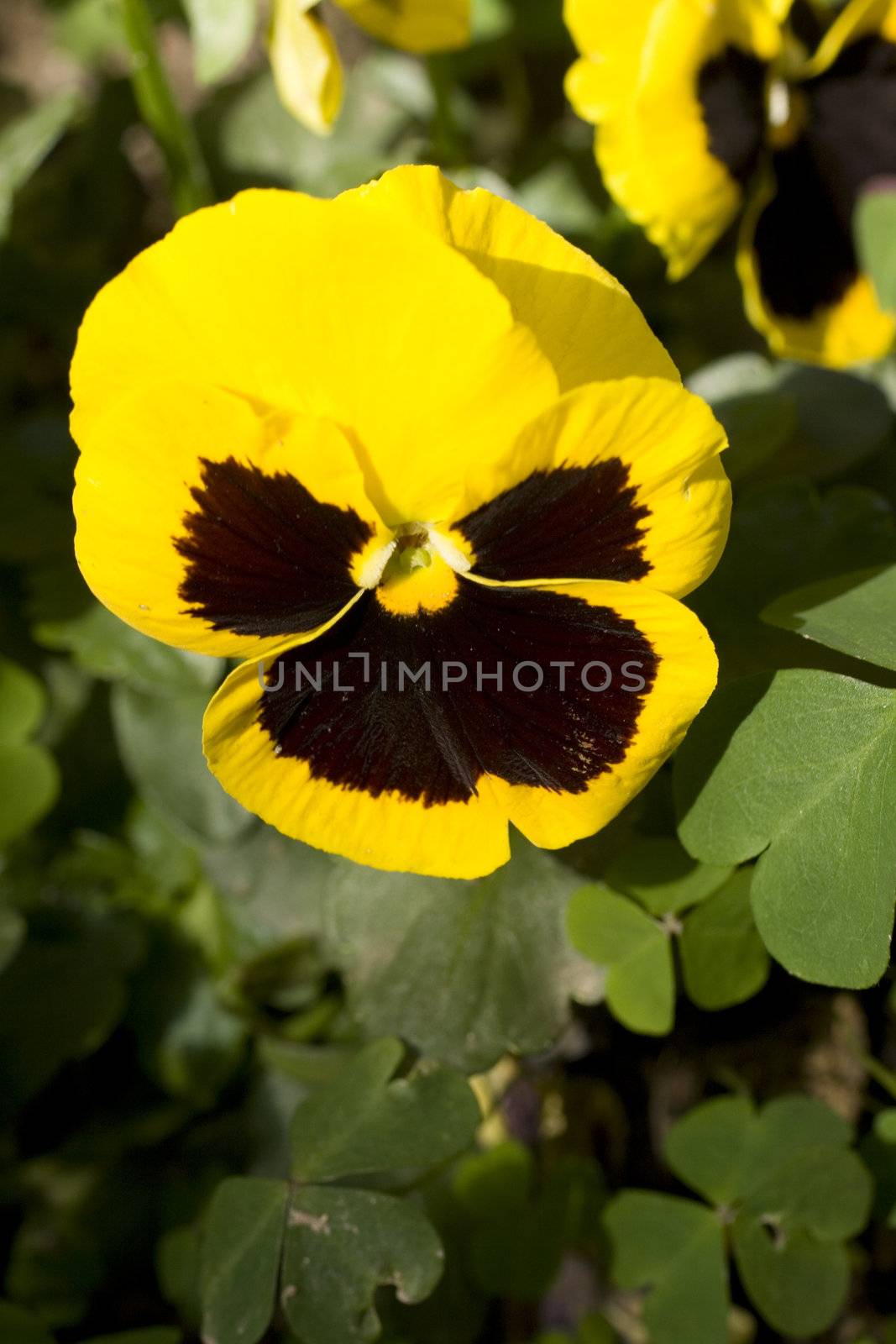 Yellow pansy flowers in the bed flower