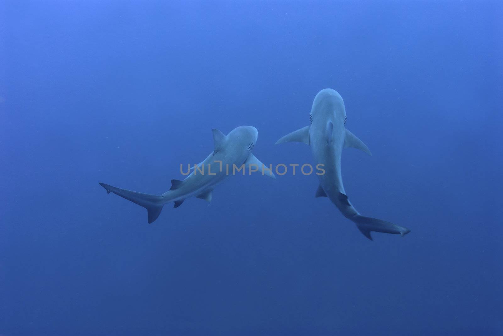 The view of bull sharks swimming together, Pinnacles, Mozambique