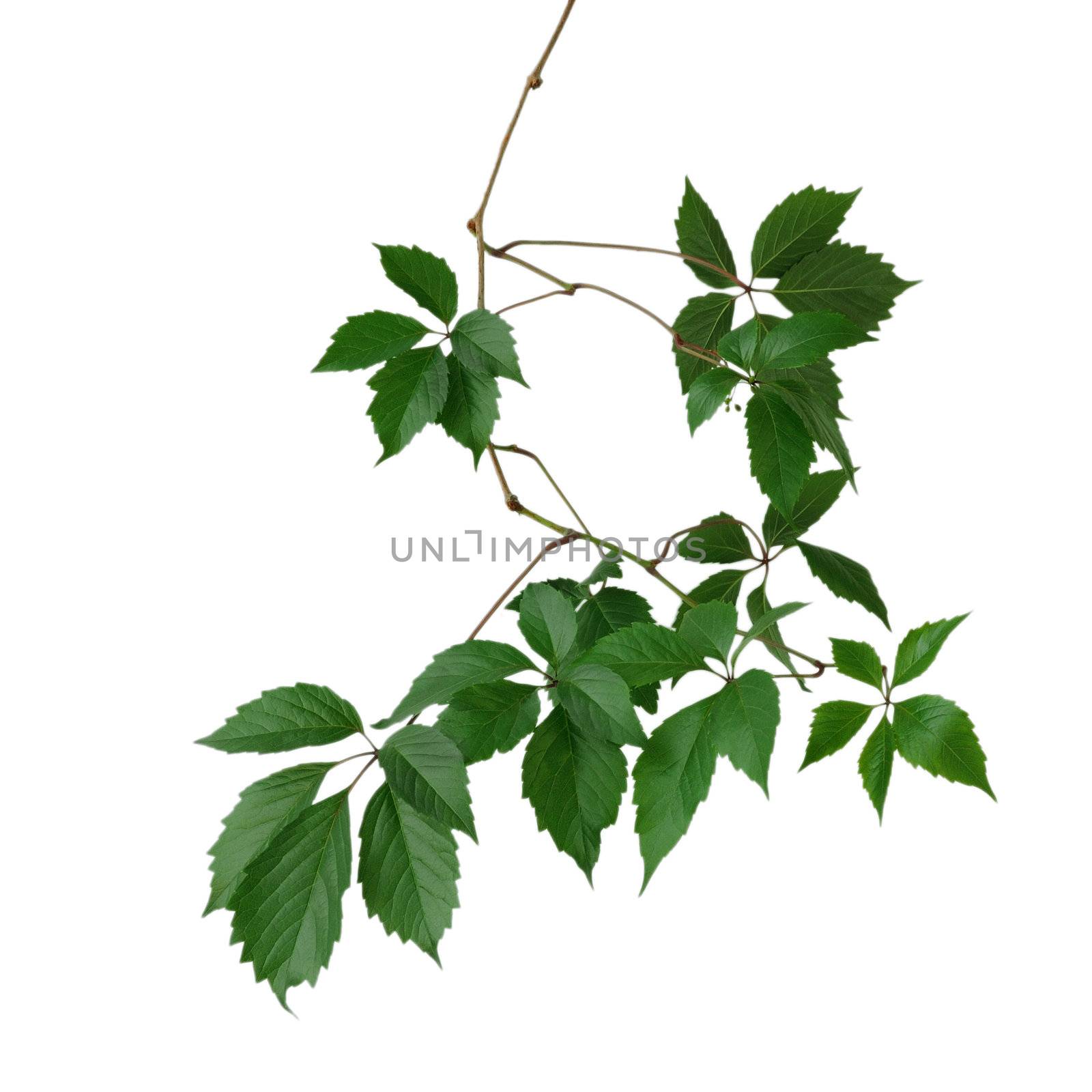 The branch with leaves of wild grapes on a white background