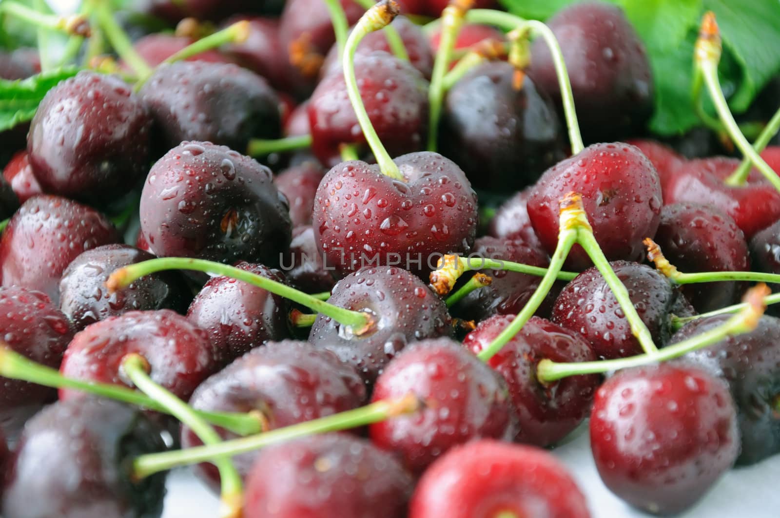 A handful of fresh cherries in water drops closeup