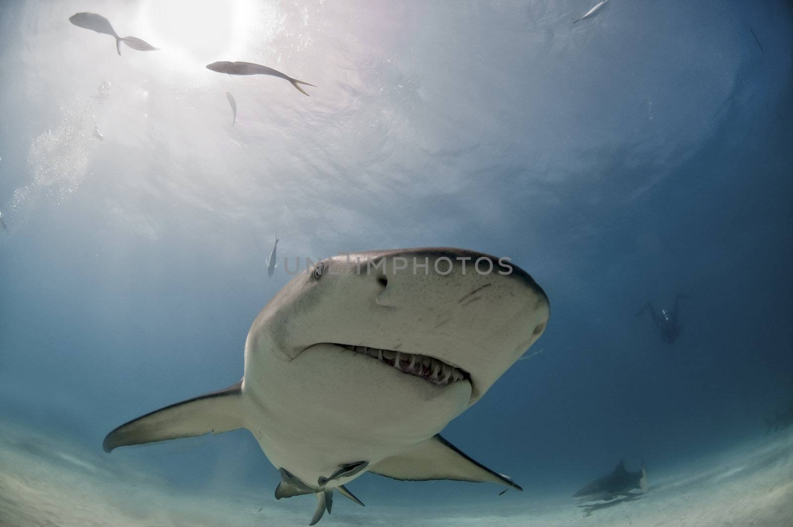 A close up on a lemon shark coming by, Bahamas