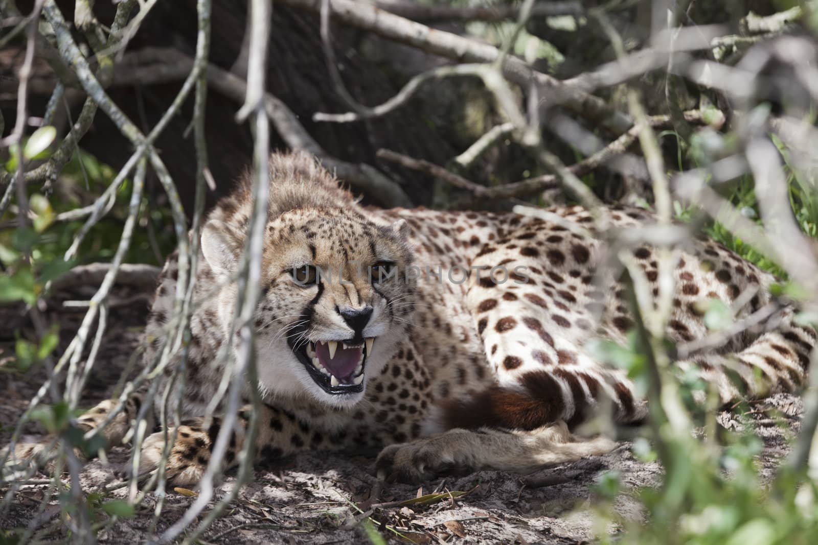 A close up on a cheetah showing aggression, South Africa