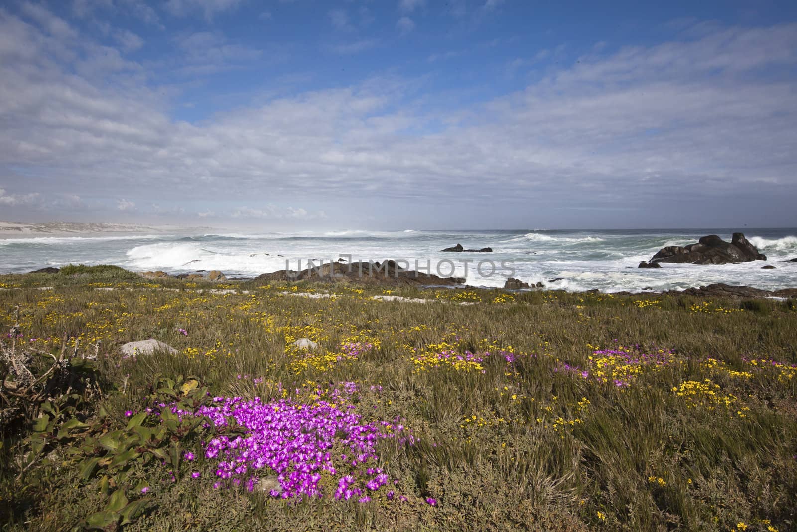 Purple and yellow flowers growing on the seaside