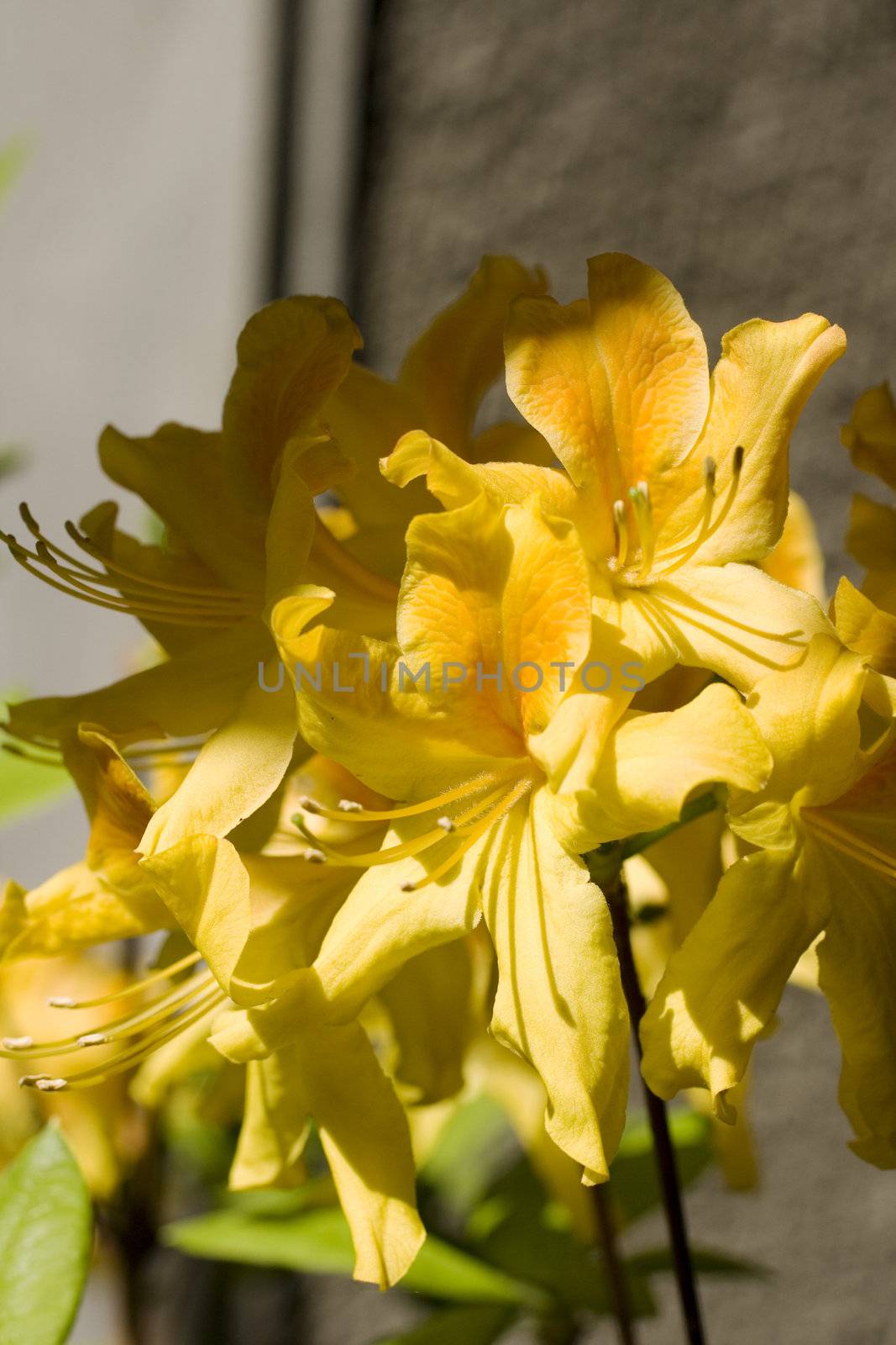 Close up of an Yellow amarillo flower