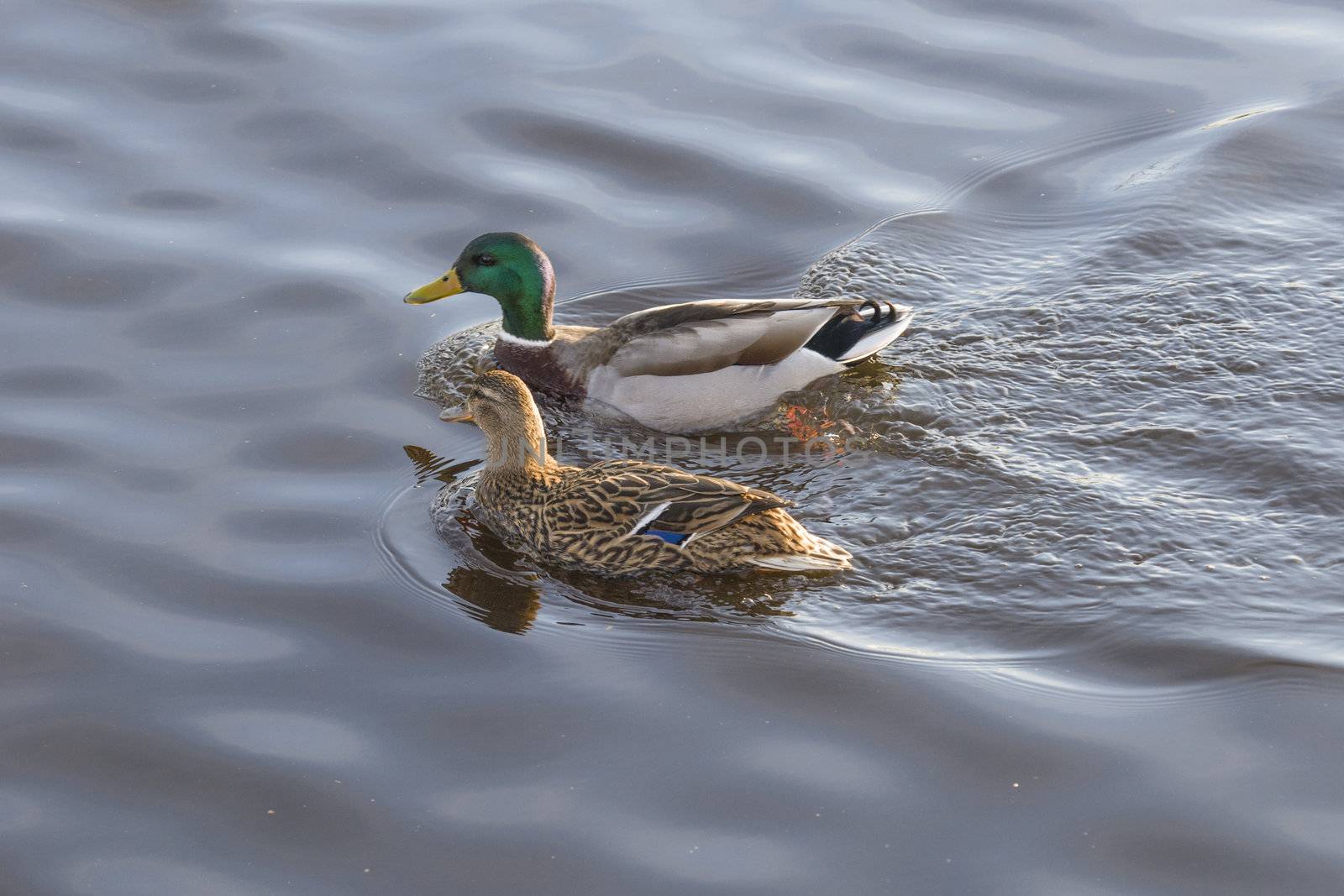 in the tista river in halden there is a rich bird life, most of all, it mallards (anas platyrhynchos) (picture) but there are also some common goldeneye (bucephala clangula) and a number of different seabirds, the image is shot one march day in 2013.
