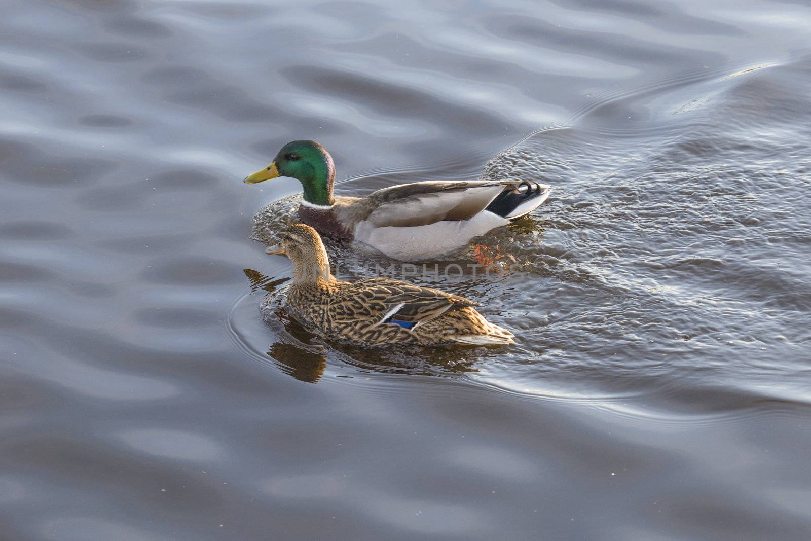 mallards (anas platyrhynchos) in the river by steirus