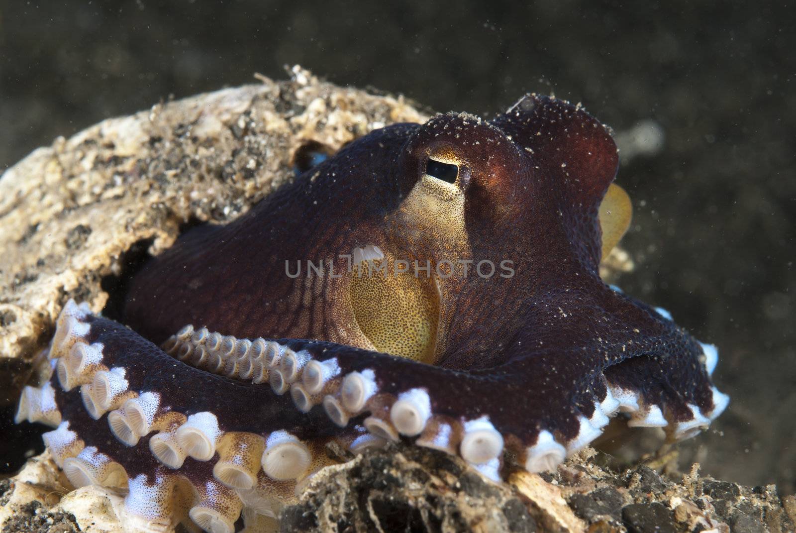 The view of a veined Octopus seeking protection in shell, Sulawesi, Indonesia