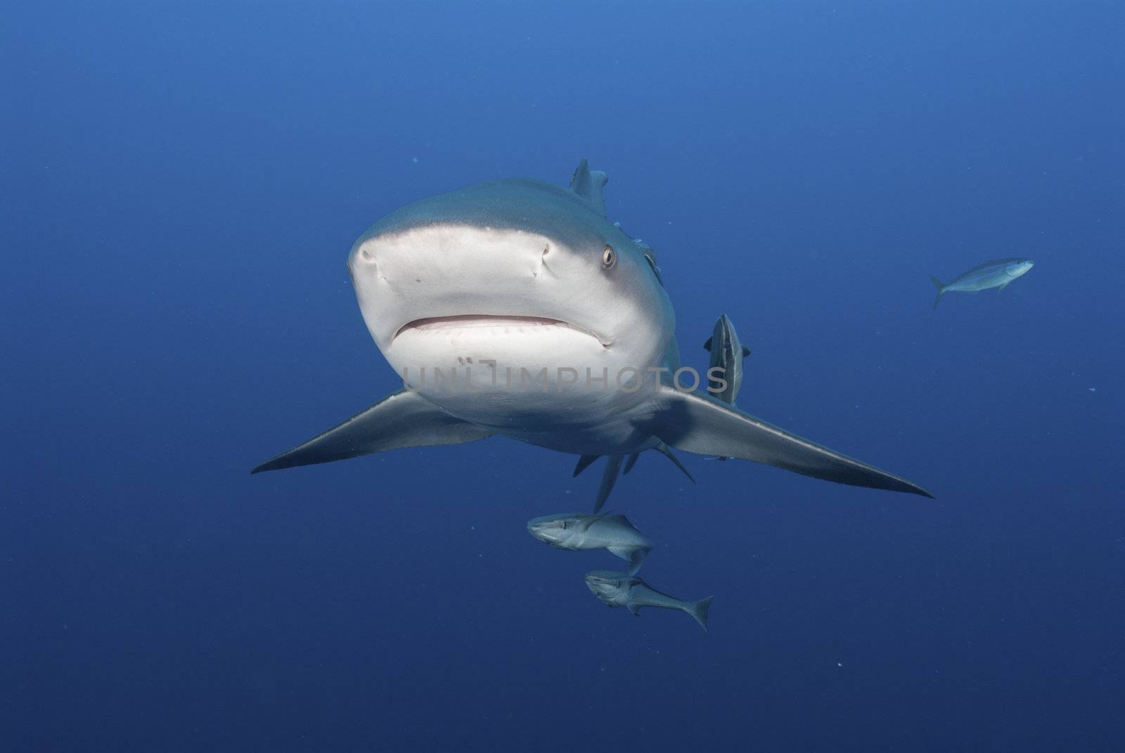 The front view of a ponto bullshark, Pinnacles, Mozambique