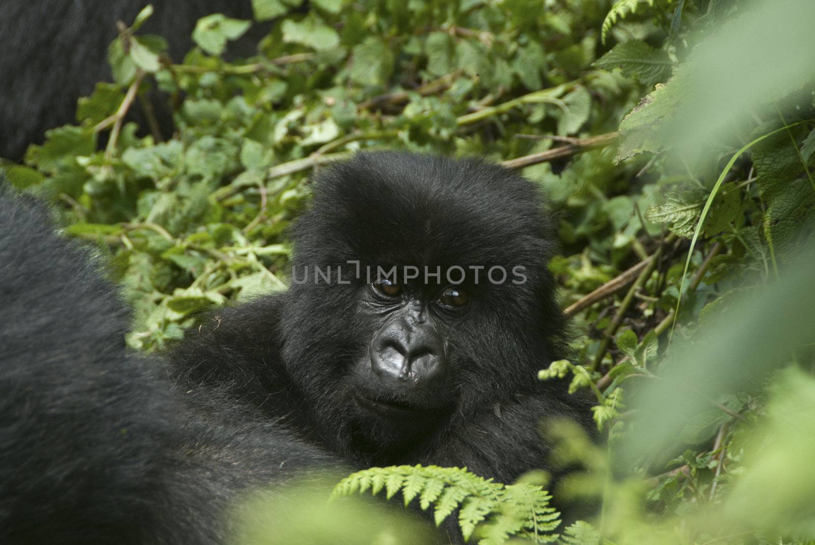 The view of a baby gorilla in the forest, Rwanda