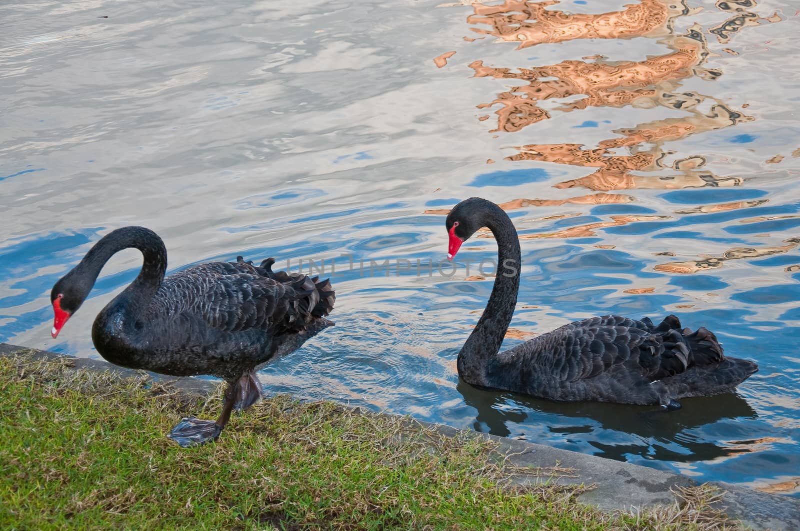 black gooses in a park in adelaide, south australia
