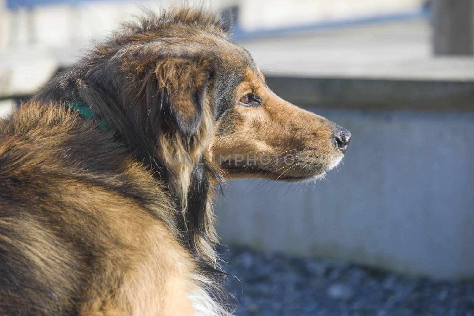 mix dog, border collie and german shepherd close-up by steirus