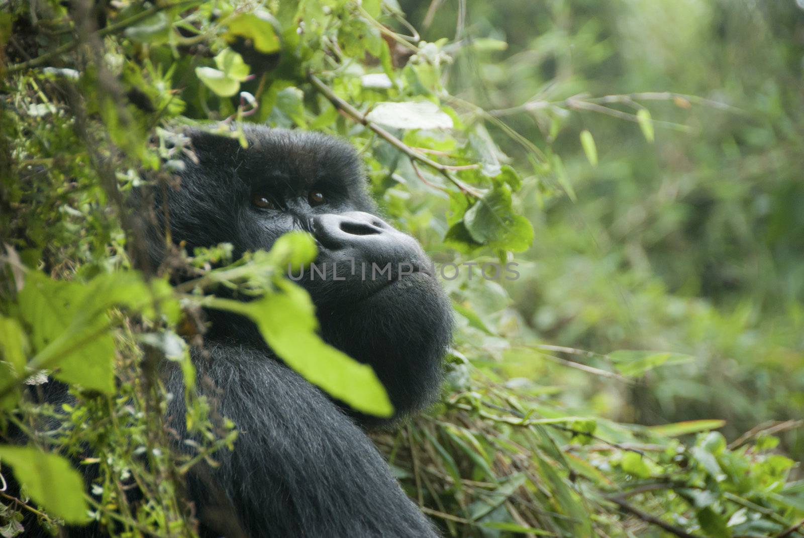 Wondering gorilla by fiona_ayerst