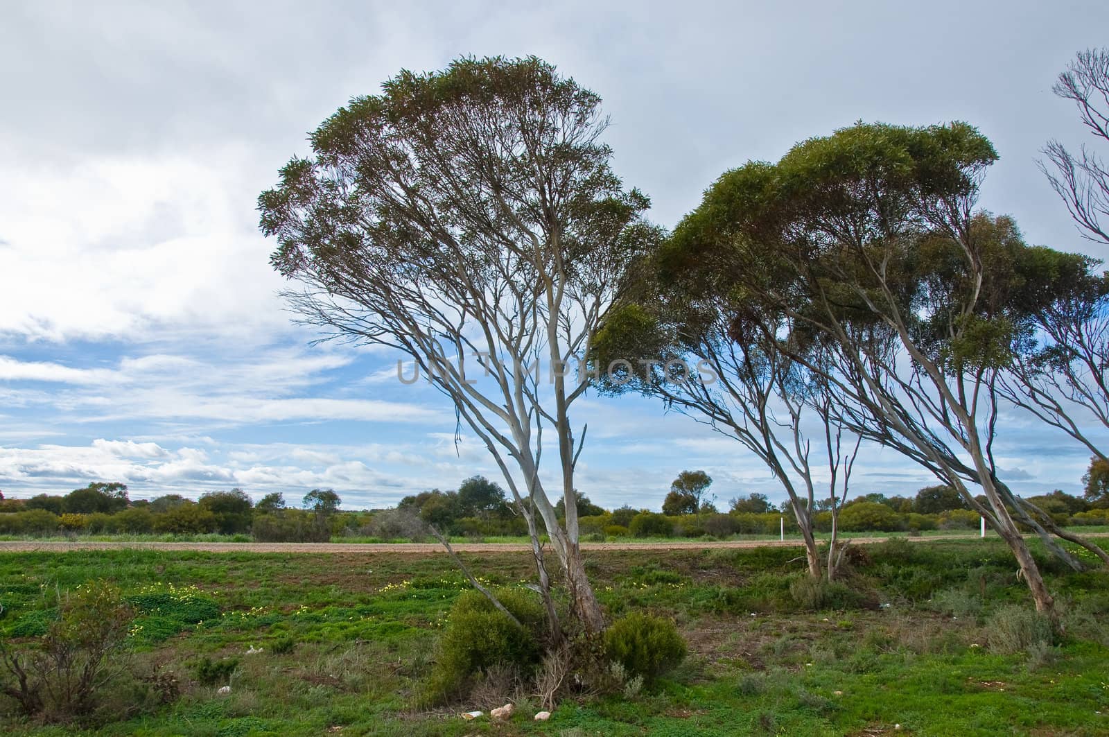 isolated trees in the australian desert