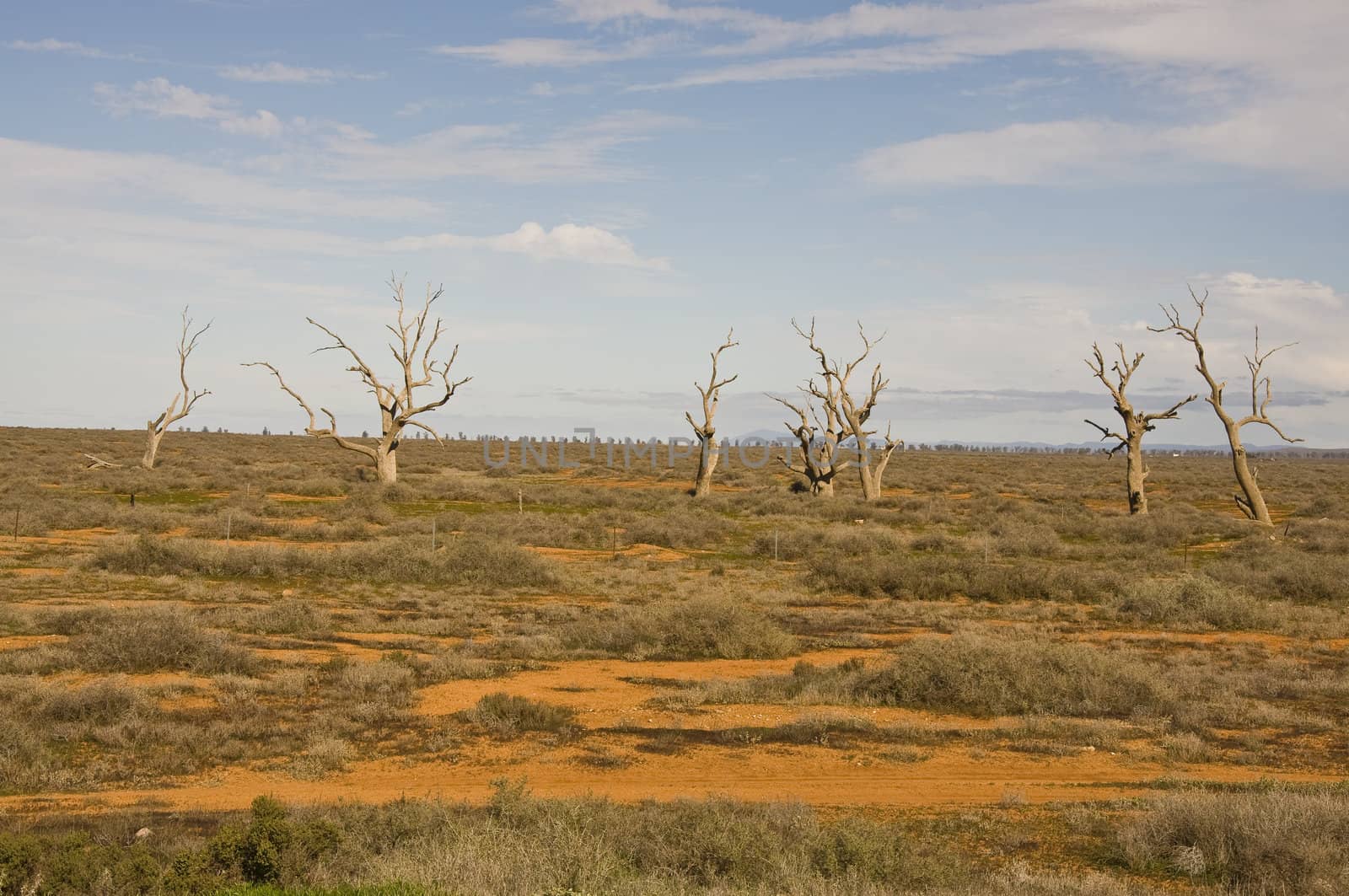 isolated trees in the australian outback