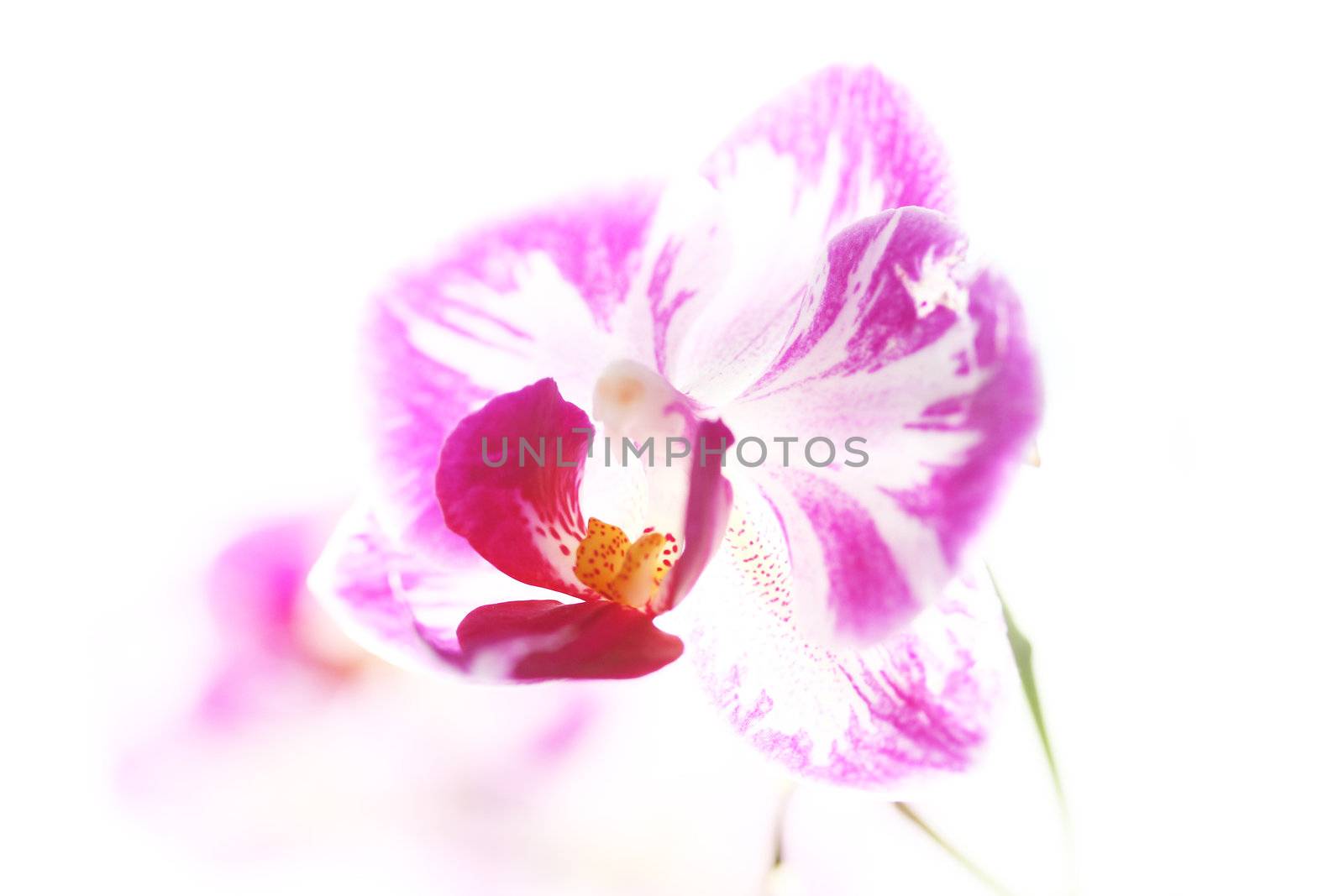 An orchid on a white background. 