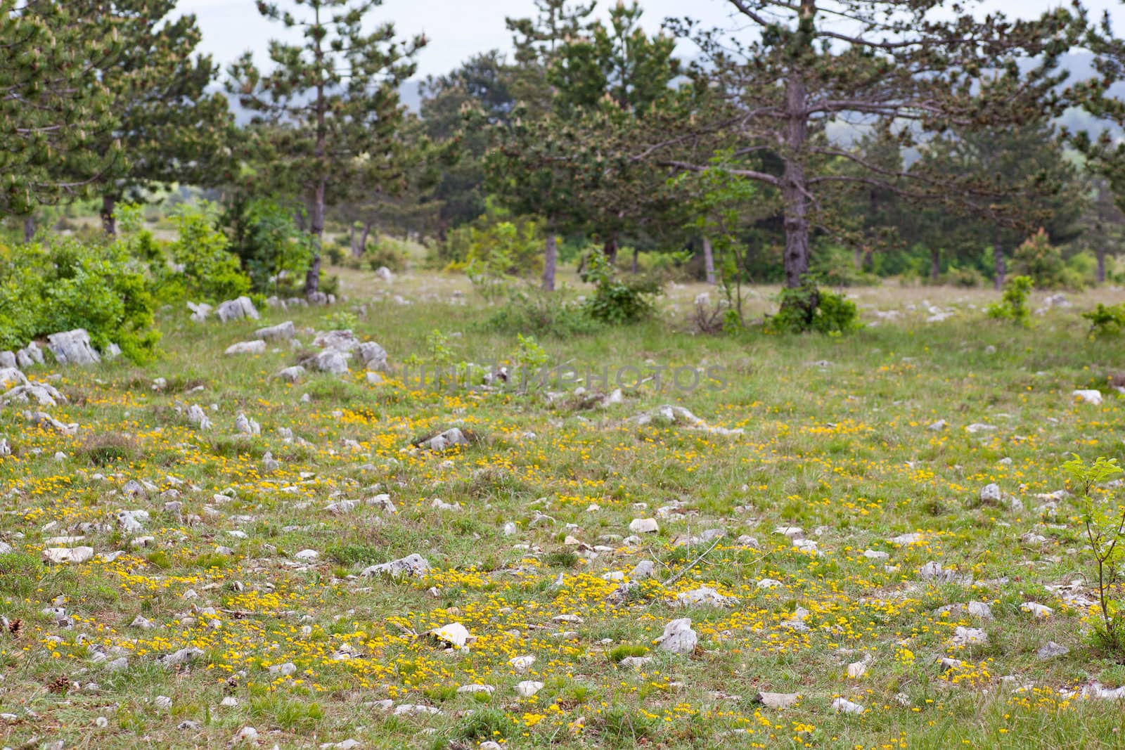 Plateau Karst near Koper, Slovenia