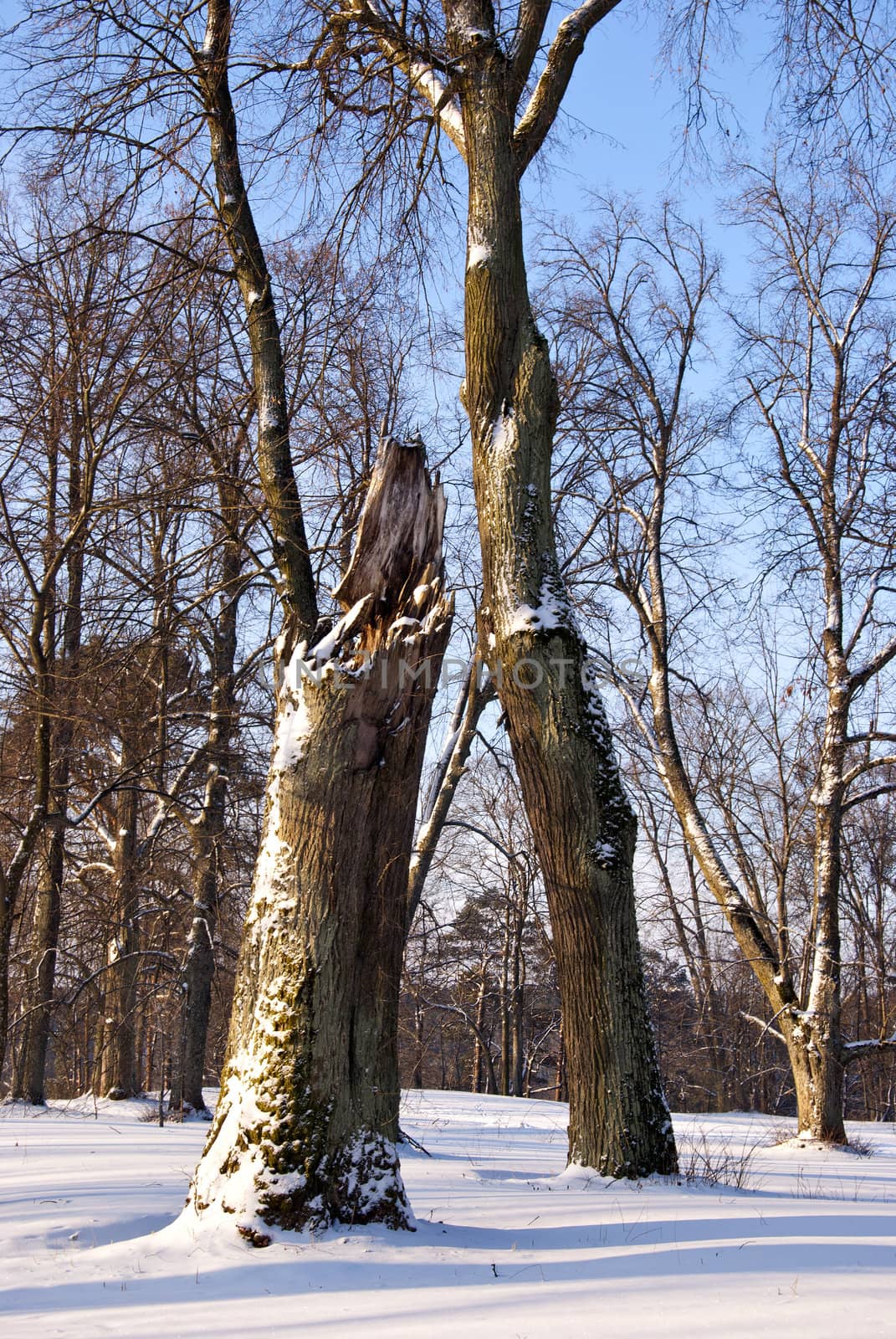 Part of broken maple trunk. Natural fragment of winter park. Snow on ground.