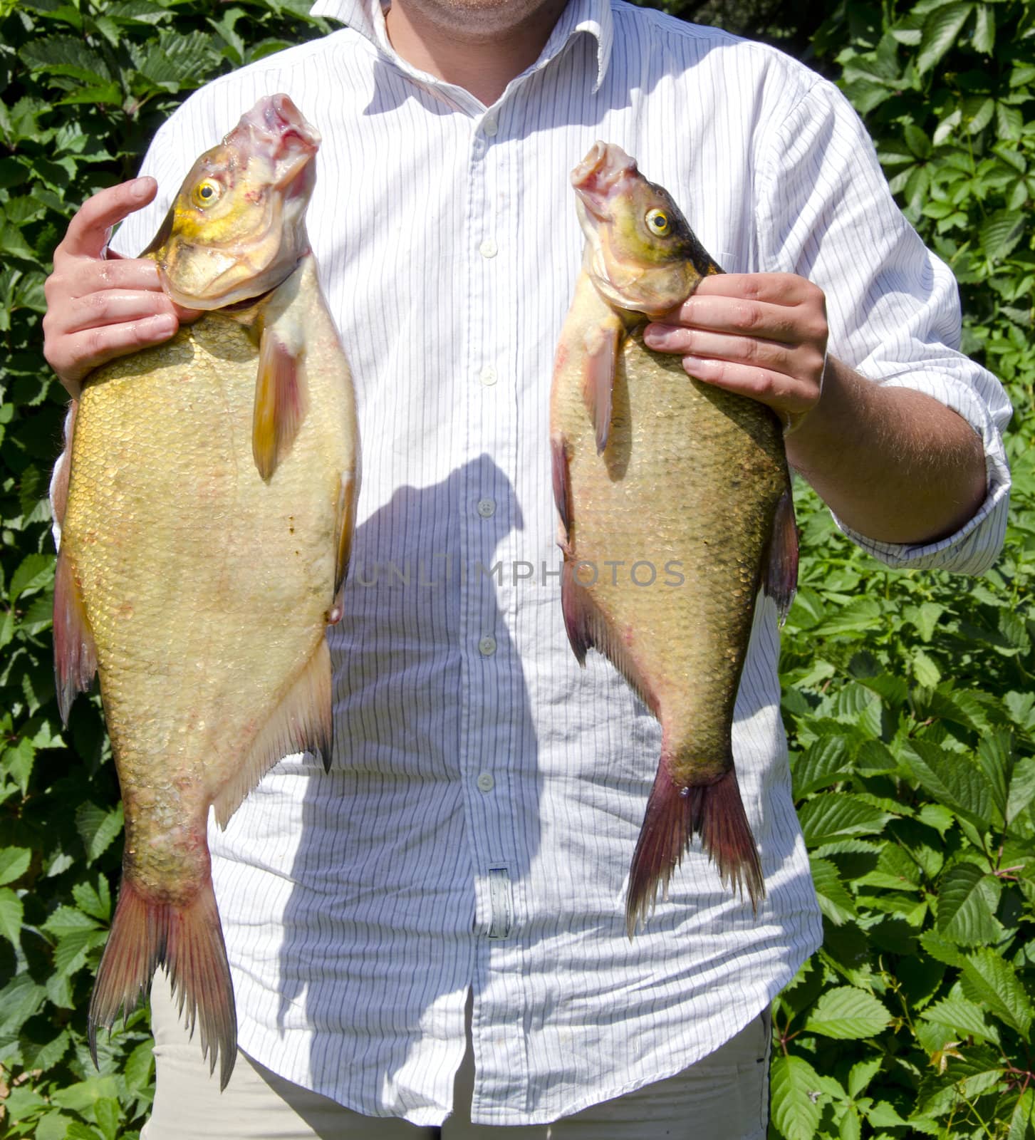 Fisherman after successful cathing posing with catch. Hands holding pair of fish bream.