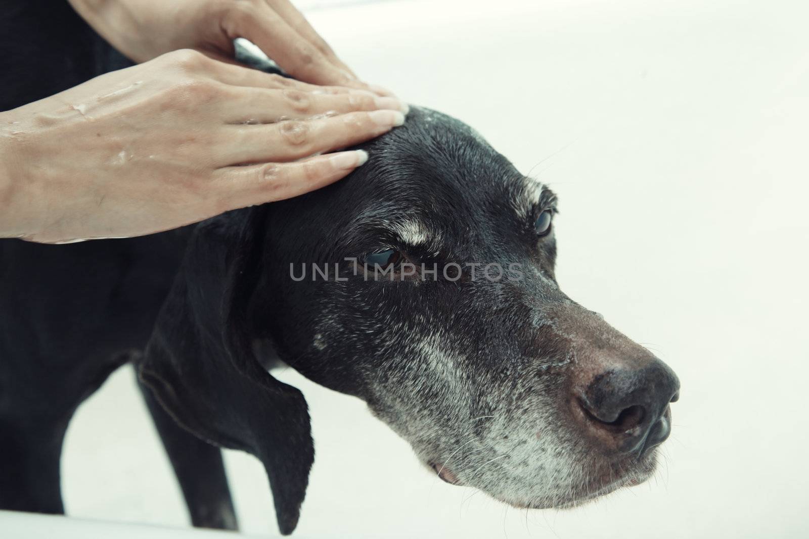 Human hand washing dog with soap