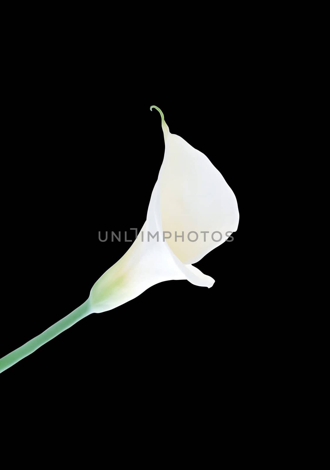 calla lily isolated