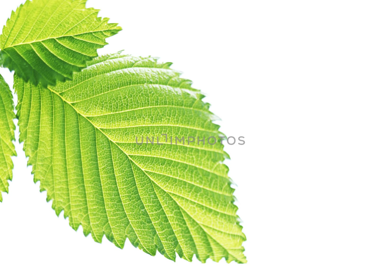 green leaf
