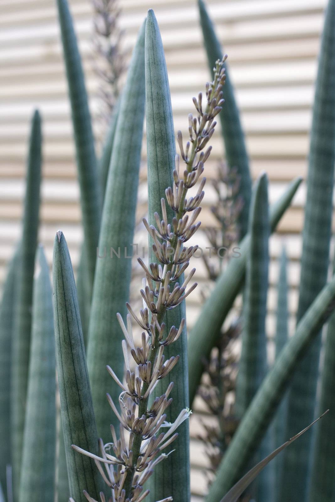 Close up of nice Succulent plant