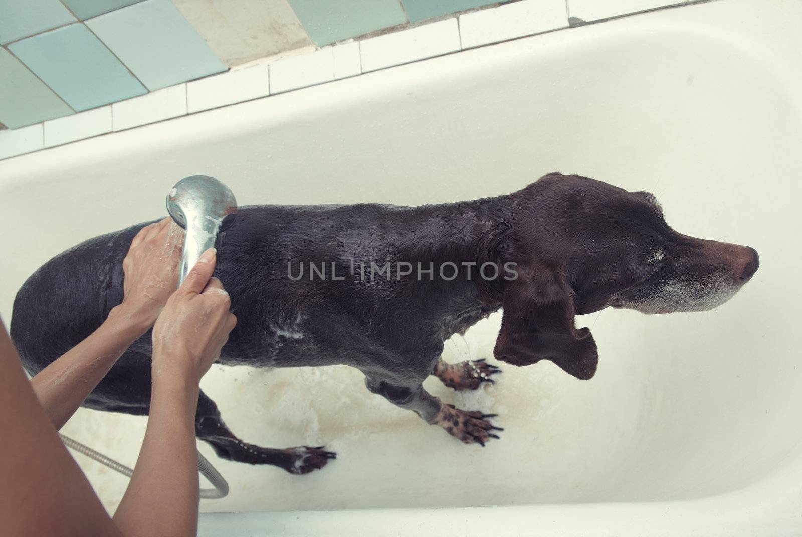 Washing dog by Novic