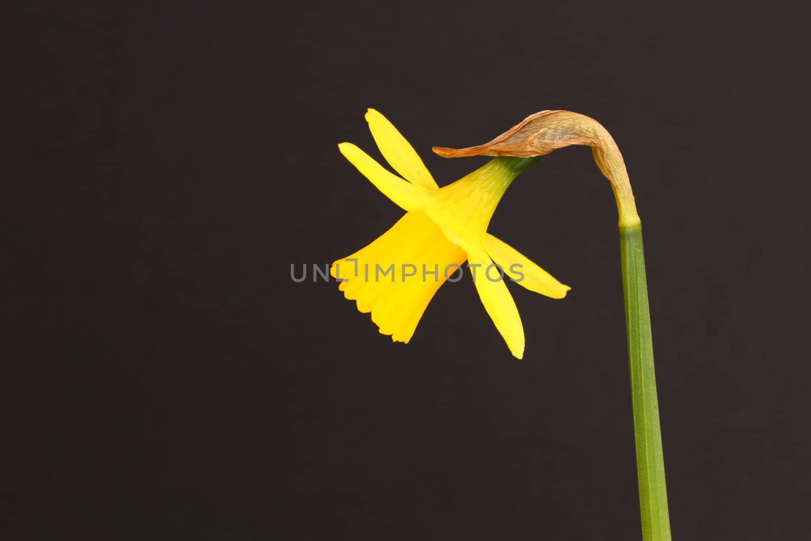 Miniature daffodil