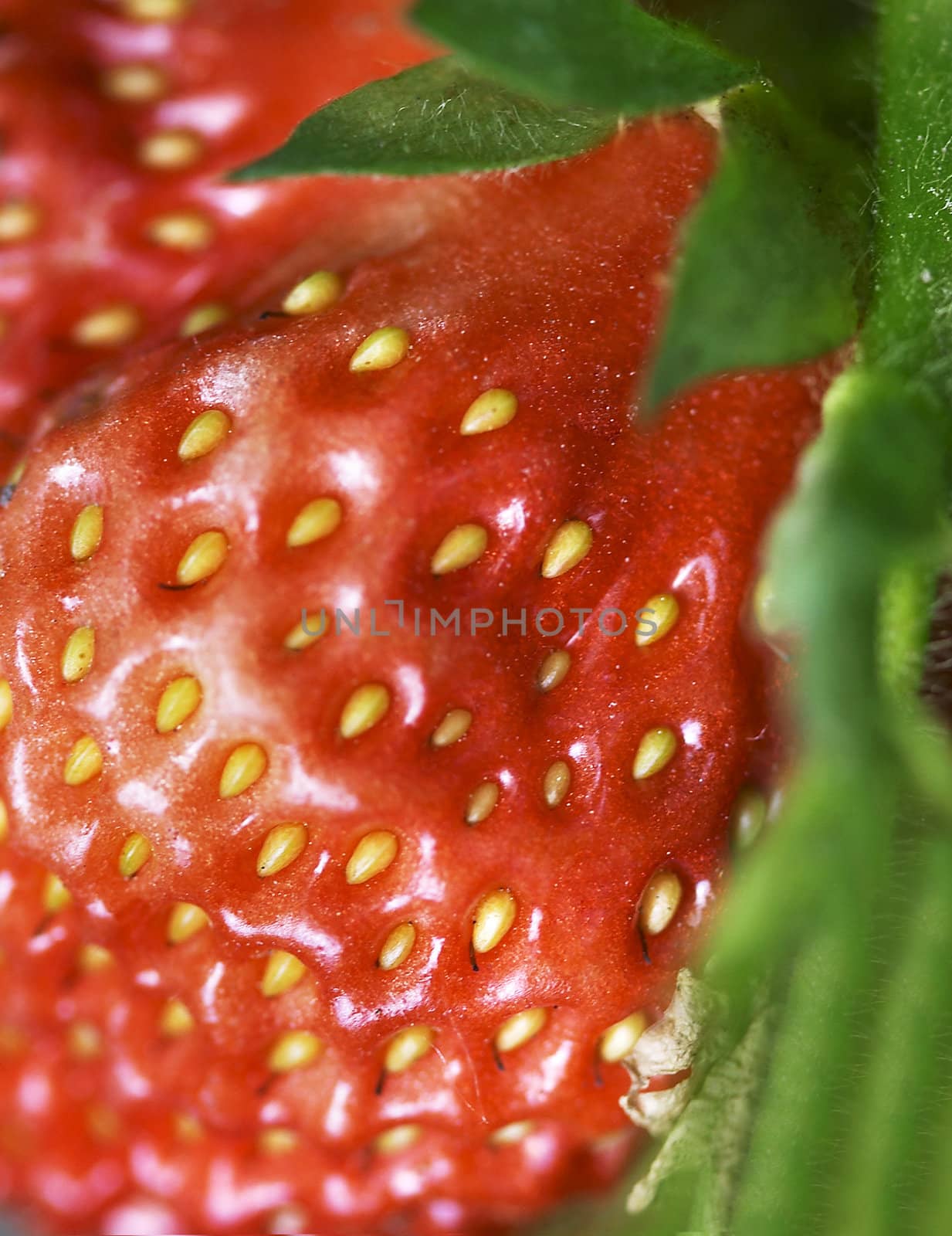 Detailed surface shot of a fresh strawberry