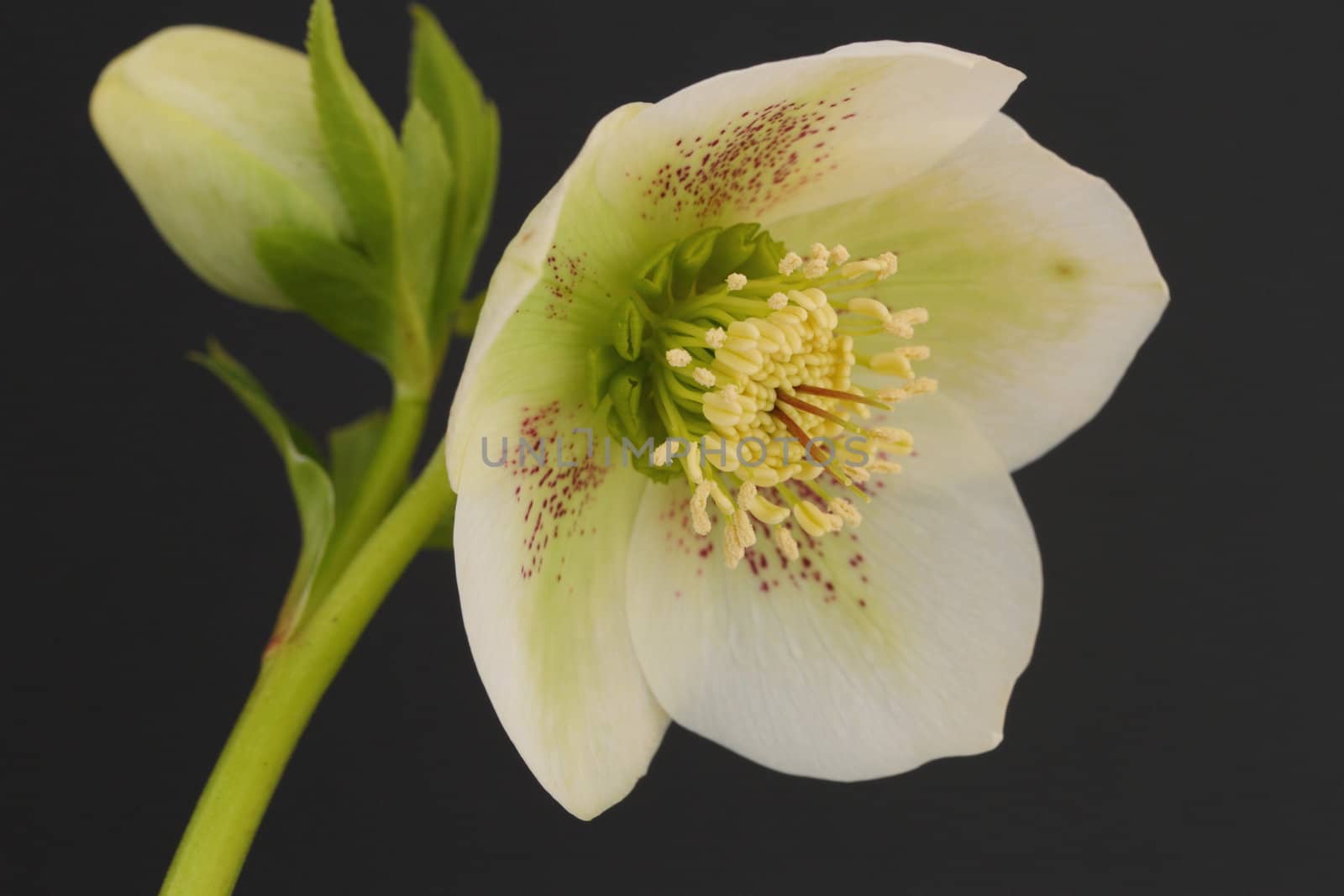 Hellebore flower and bud