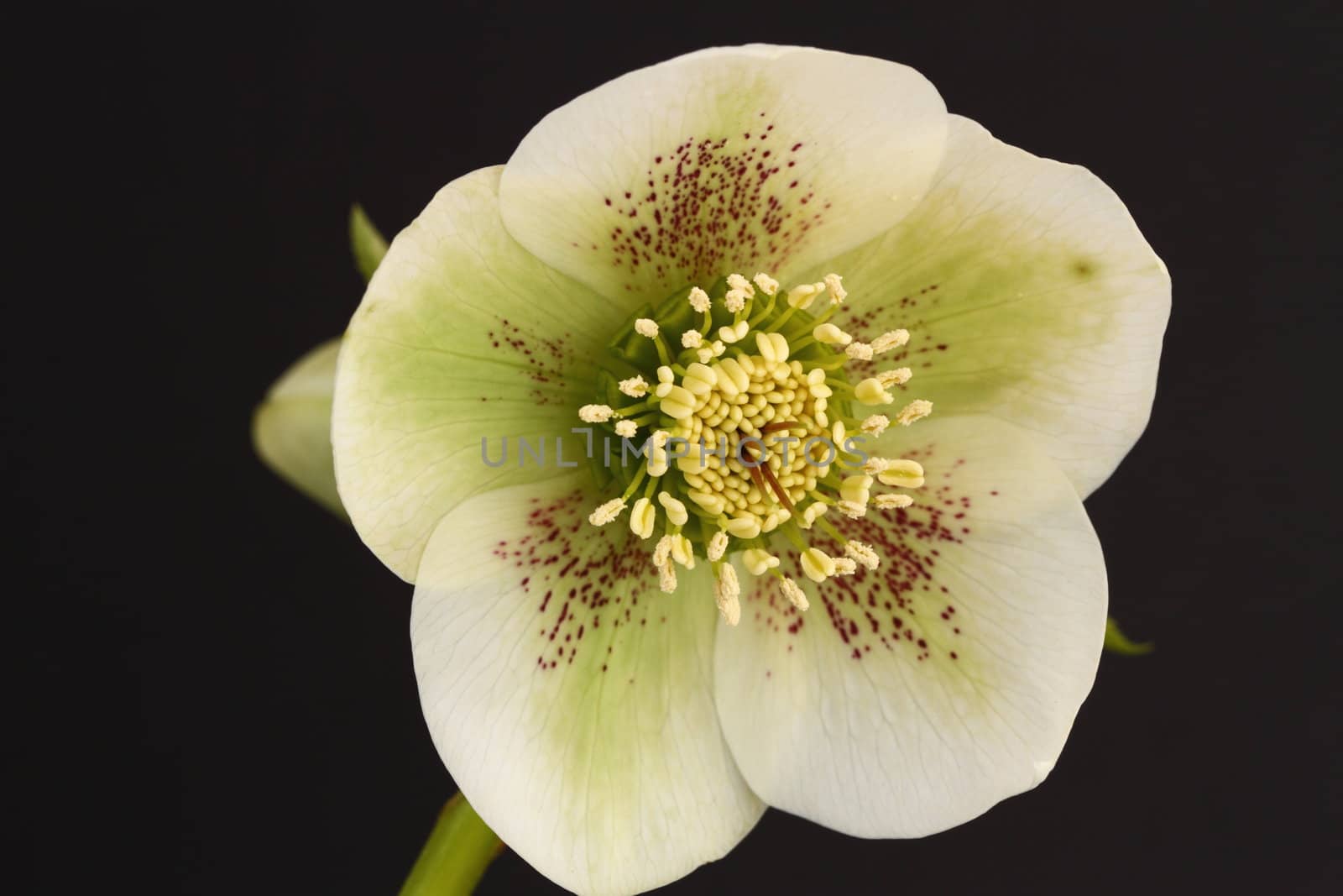 Hellebore flower