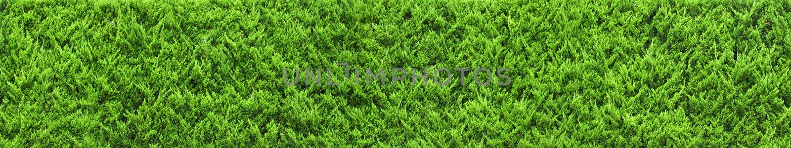 green grass by ozaiachin