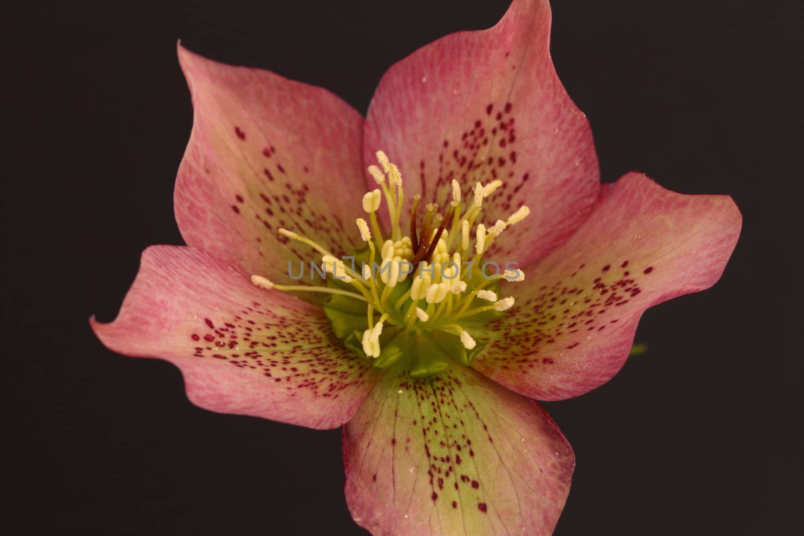 Hellebore flower