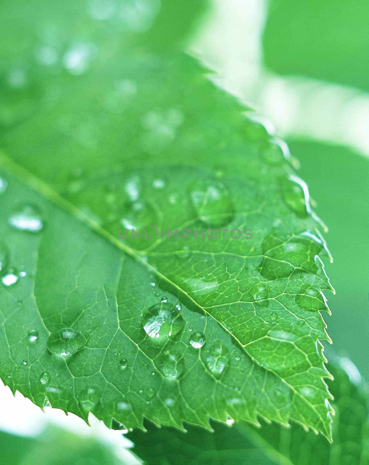 Green leaf with water droplets by ozaiachin