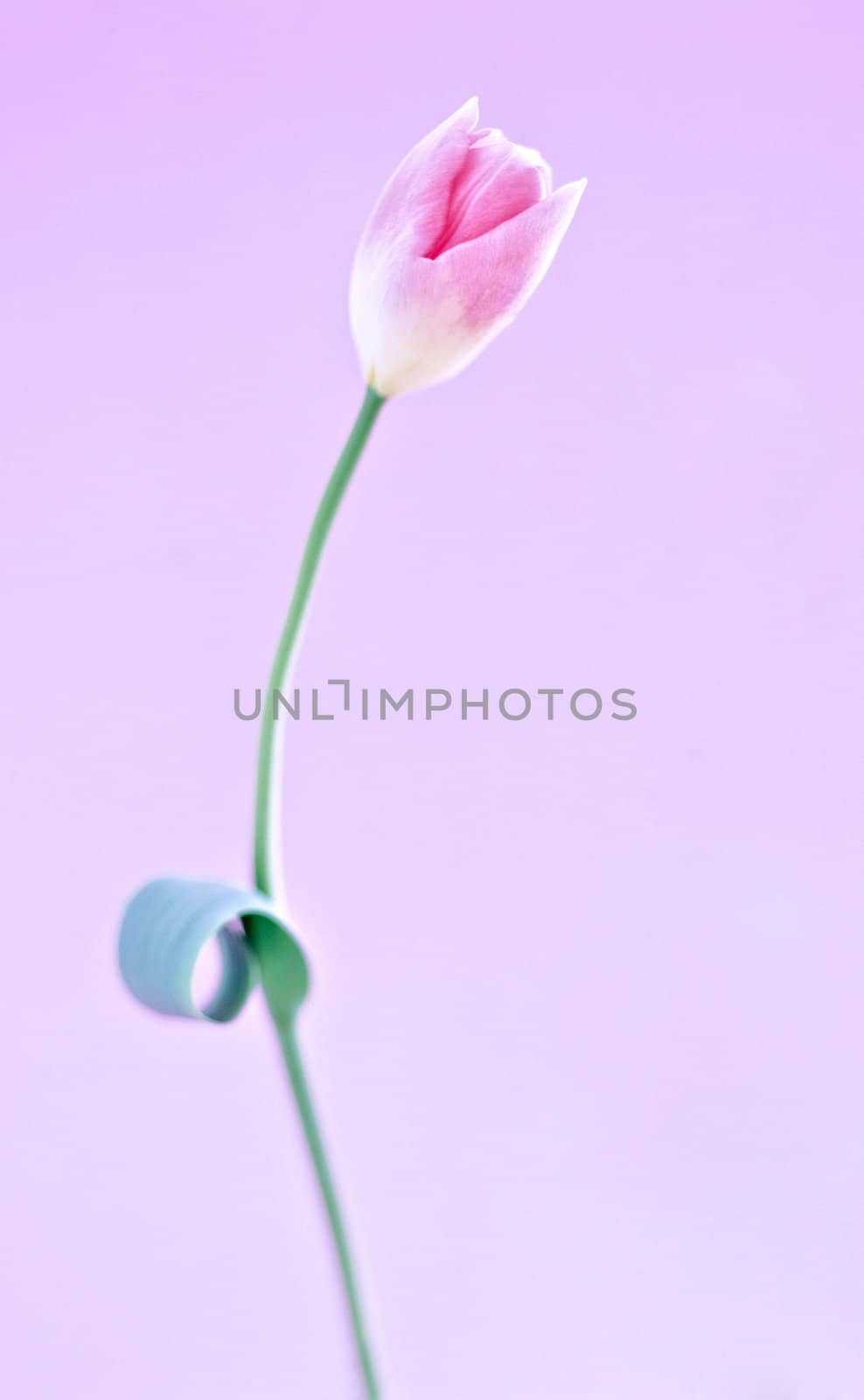Flower pink orchid - phalaenopsis isolated over white