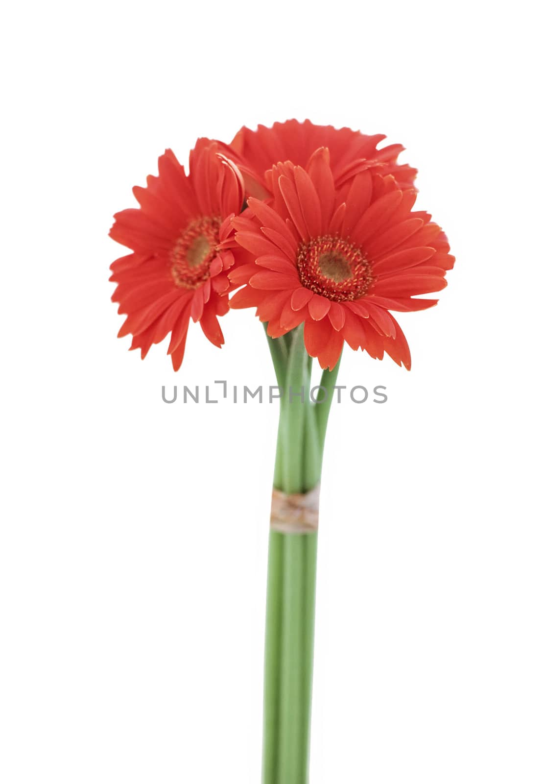 Red gerbera blossom isolated