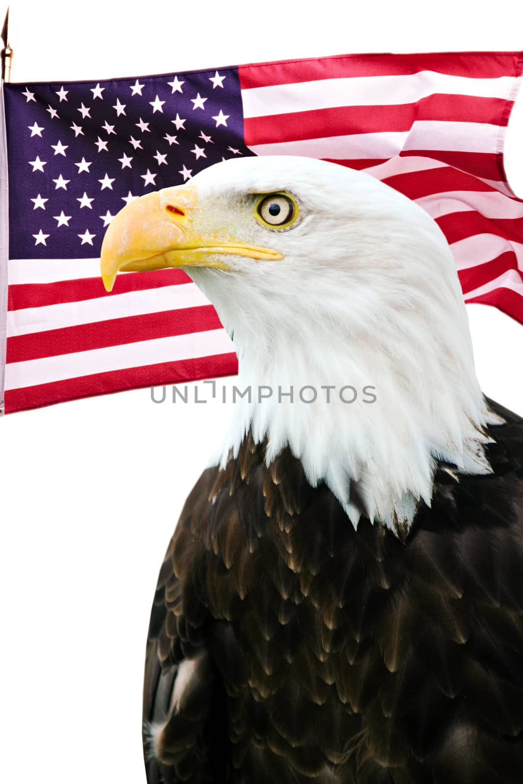 Bald eagle with American flag