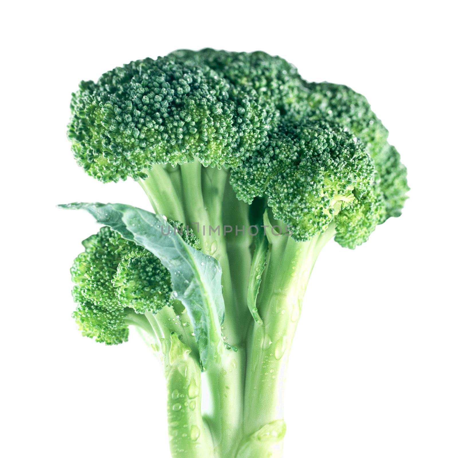 Ripe Broccoli Cabbage Isolated