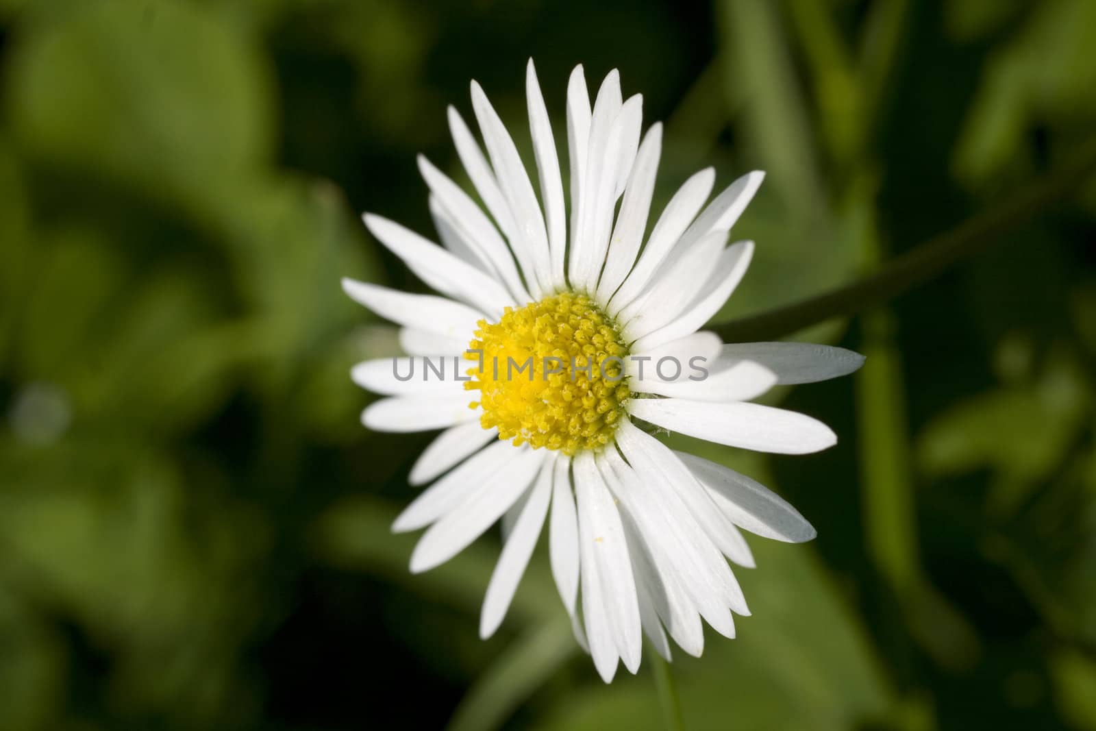 Close up of a white daisy