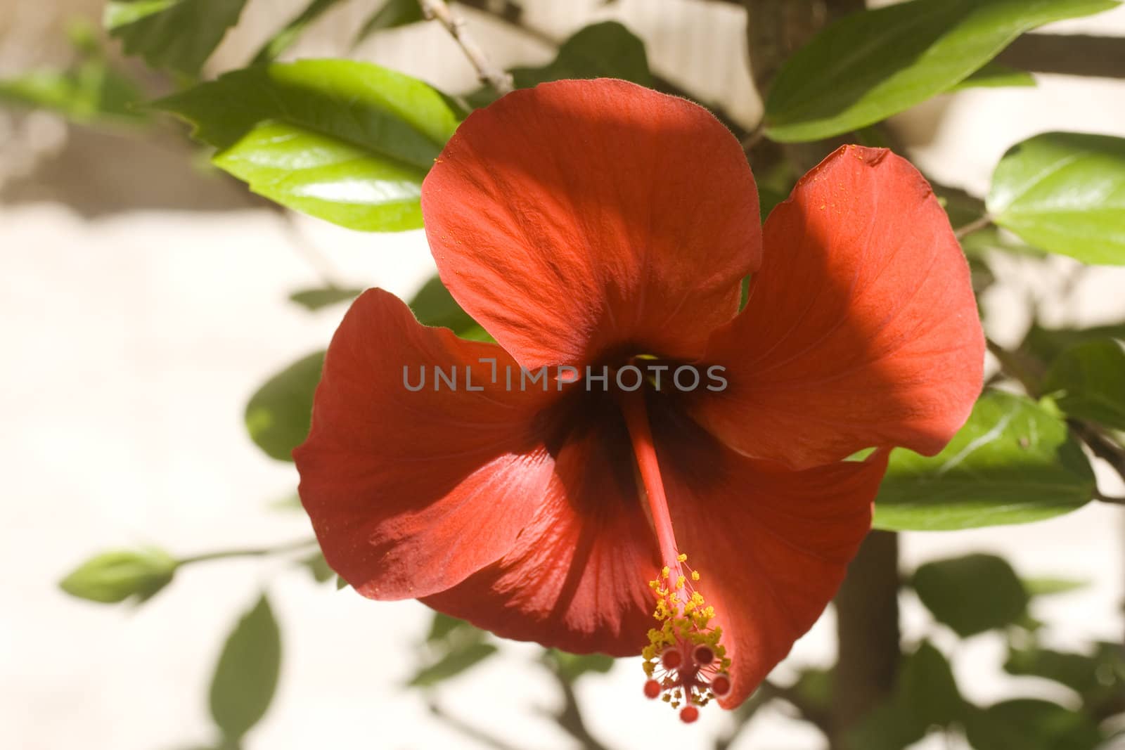 Photo of nice red hybiscus