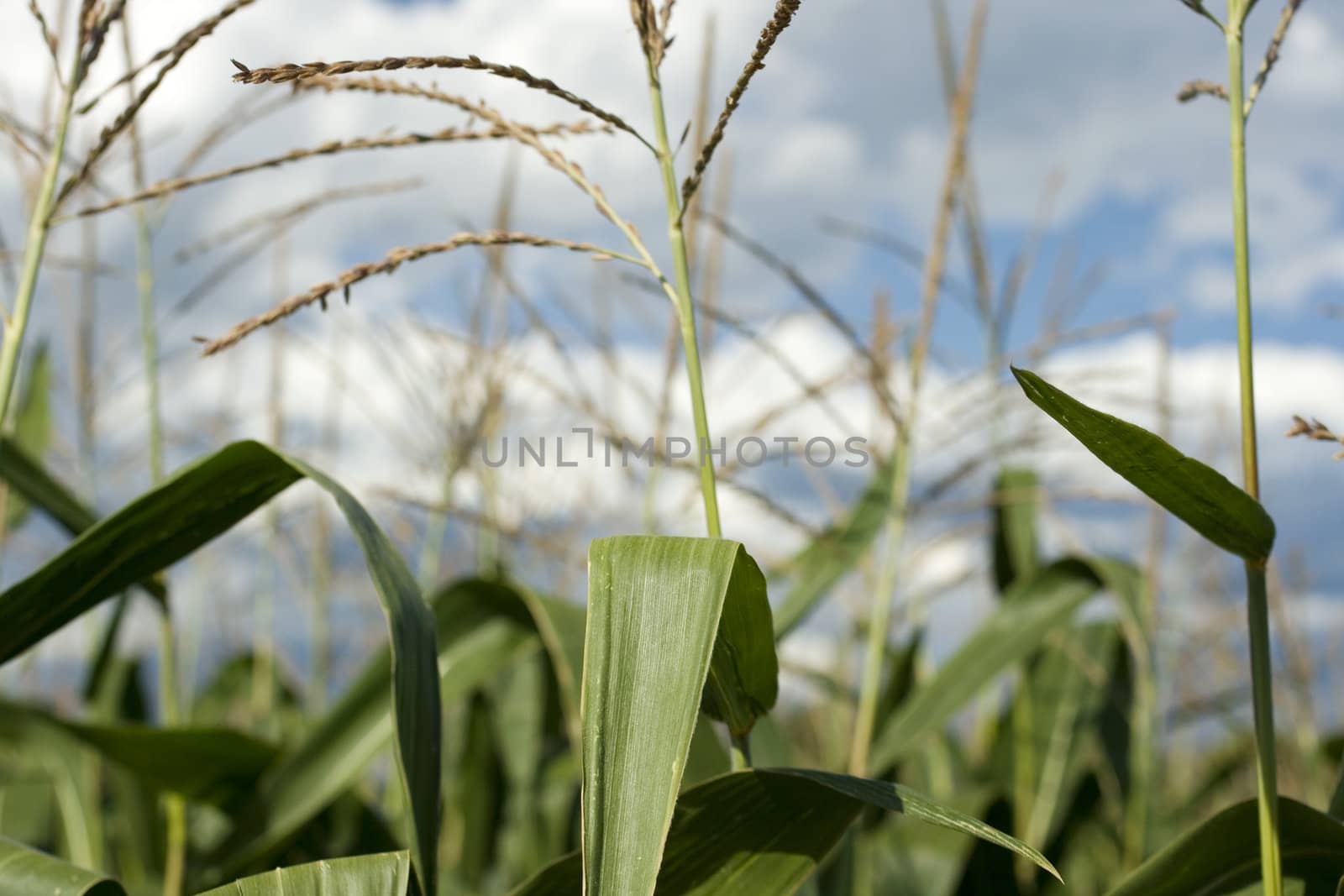 Photo of corn plants on a farm
