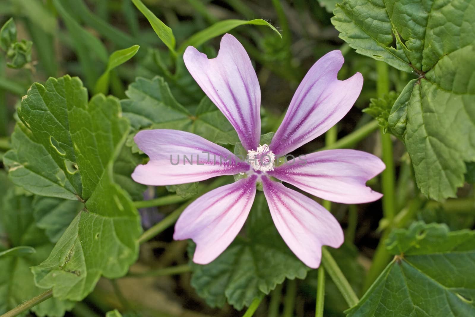 Photo of Malva sylvestris flower