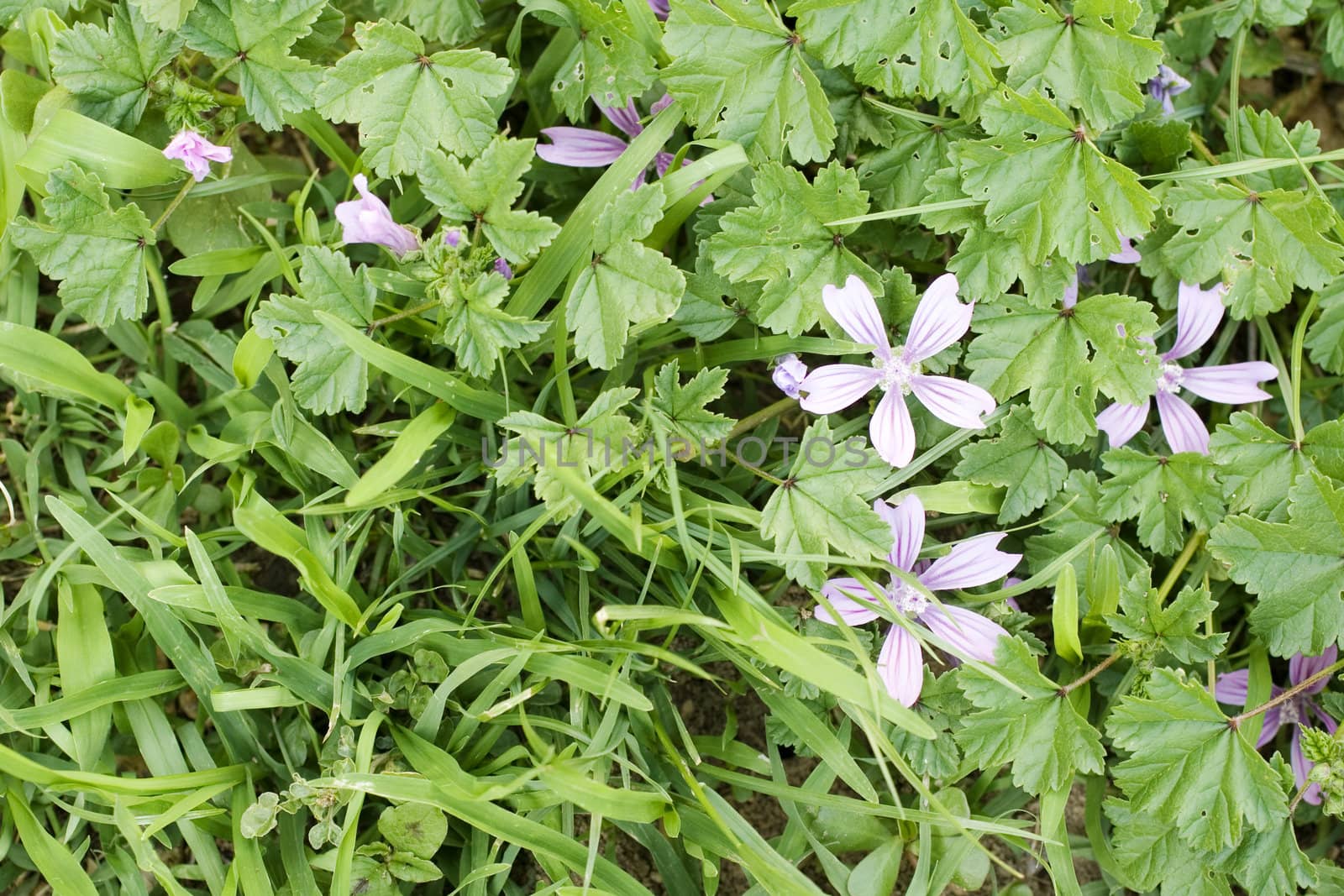 Photo of Malva sylvestris flowers