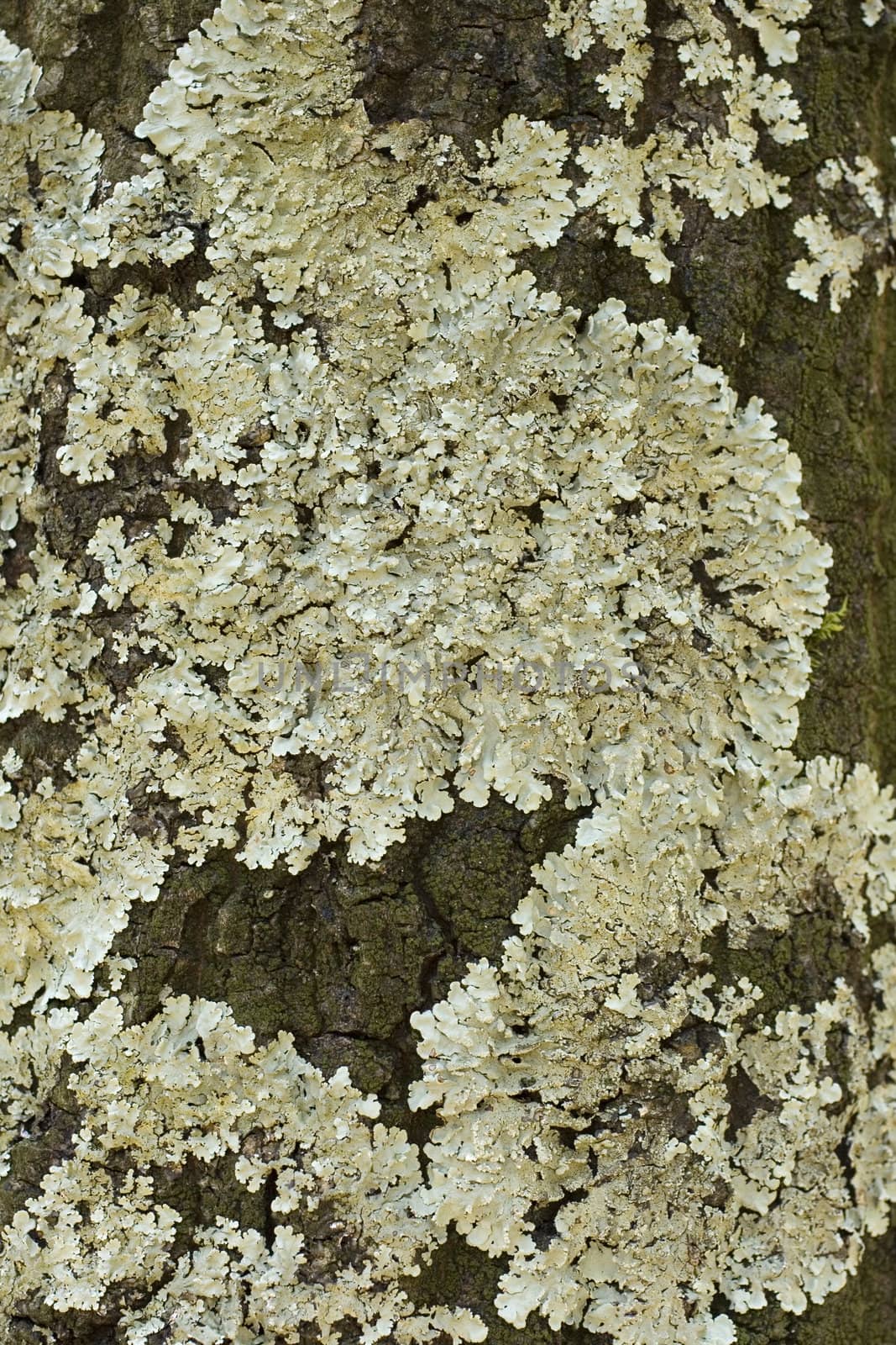Photo of lichen oa tree