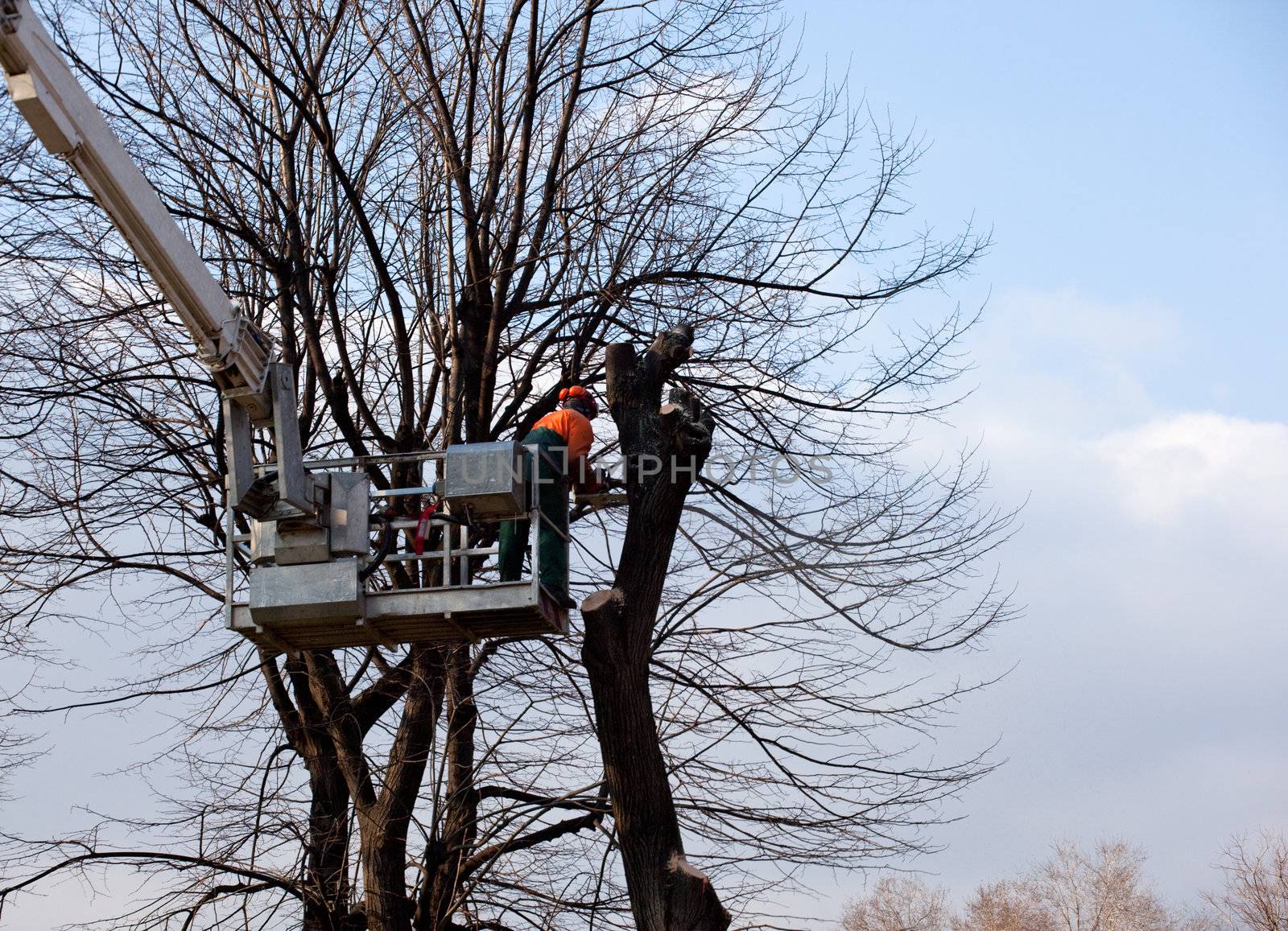 Pruning trees, worker on a crane